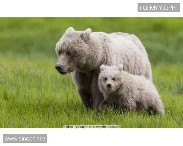 《深入探索灰熊生态与行为特征揭示其在自然界中的关键角色》